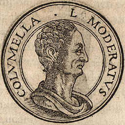 Portrait of Lucius Junius Moderatus Columella from Jean de Tournes, Insignium aliquot virorum icones. Lugduni: Apud Ioan. Tornaesium, 1559