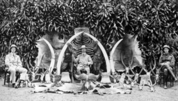 British Governor Sir en:Henry Hesketh Bell with hunting trophies in Uganda, 1908