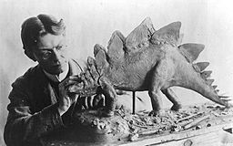 Charles R. Knight working on Stegosaurus in 1899
